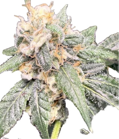 Close-up of a cannabis plant with green leaves and visible buds on a white background