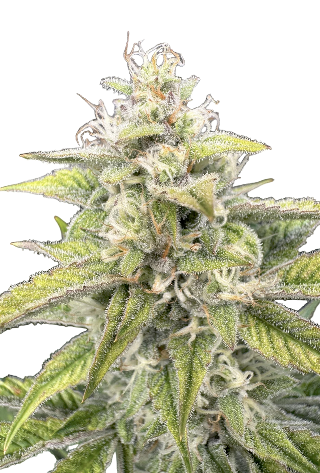 Close-up of a cannabis plant with green leaves and buds on a white background