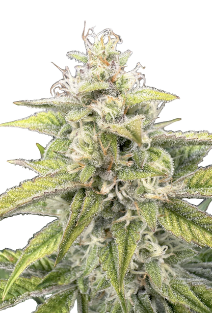 Close-up of a cannabis plant with green leaves and buds on a white background