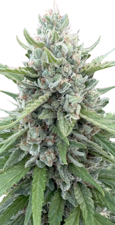 Close-up of a cannabis plant with a white background