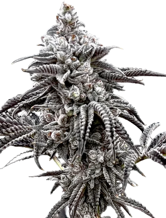 Perma Frost Feminized Single Seed