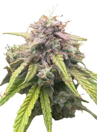 GG4 x Gelato Autoflowering Single Seed