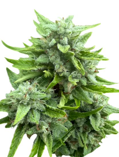 Blue Dream Classic Feminized Autoflowering Single Seed
