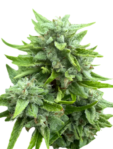 Blue Dream Classic Feminized Autoflowering Single Seed