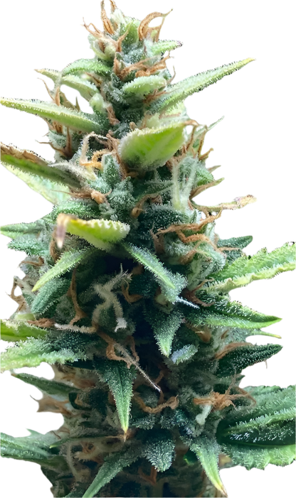 Bruce Banner F1 Feminized Autoflowering Single Seed