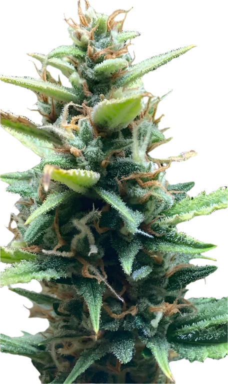 Bruce Banner F1 Feminized Autoflowering Single Seed