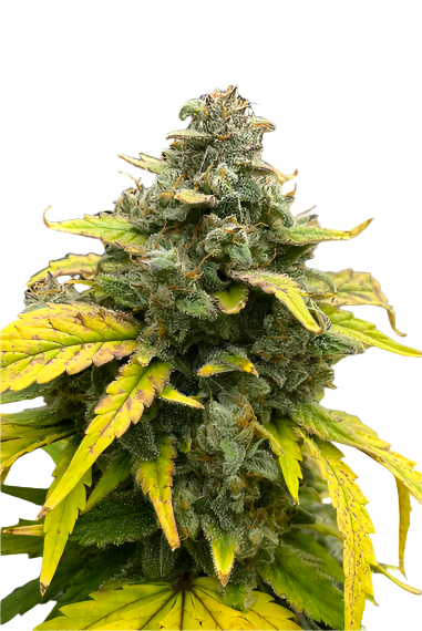 Ice Cream Cake X Biscotti Feminized Autoflowering Single Seed