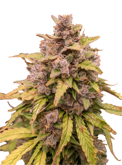 Exotic Gas Feminized Autoflowering Single Seed