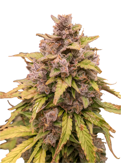 Exotic Gas Feminized Autoflowering Single Seed