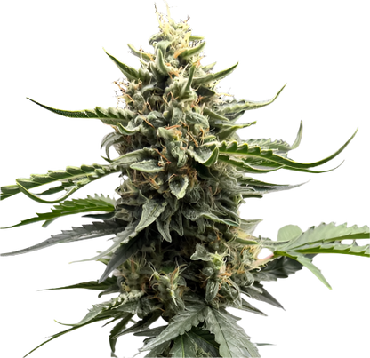 Chocolate Diesel  Feminized Autoflowering Single Seed