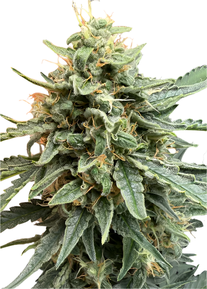 Tropical Thunder Feminized Autoflowering Single Seed