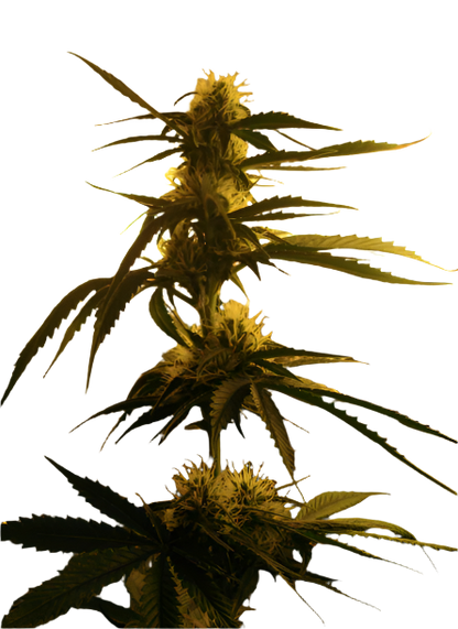 Pure Siberian Ruderalis 18 seed Breeder Pack