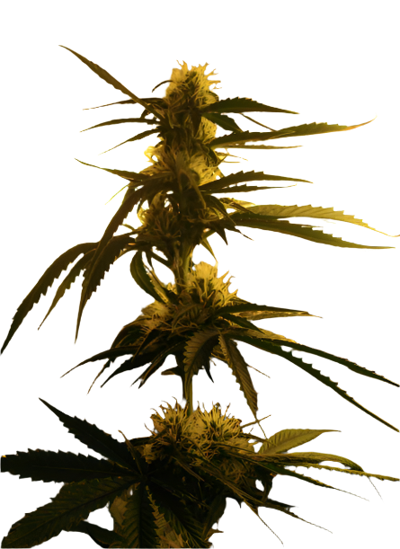 Pure Siberian Ruderalis 18 seed Breeder Pack