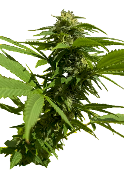 A Bud Photo of the Sinaloa Landrace Regular NON-Feminized Cannabis Strain Exhibiting Sativa Pure Landrace Genetics with Green Leafy Structure and White Pistil Flowers Forming on the Cola