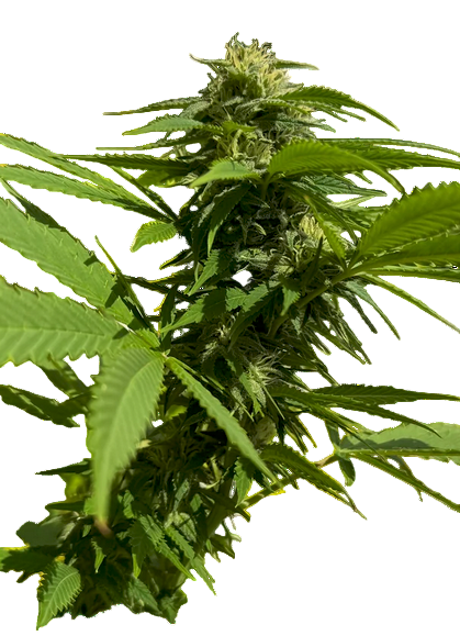 A Bud Photo of the Sinaloa Landrace Regular NON-Feminized Cannabis Strain Exhibiting Sativa Pure Landrace Genetics with Green Leafy Structure and White Pistil Flowers Forming on the Cola