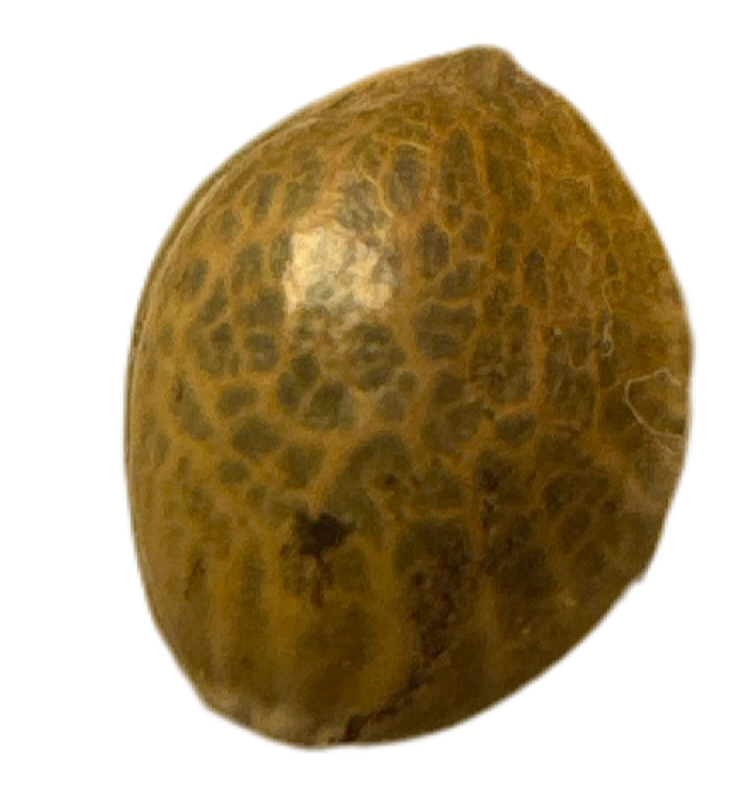 Showing the physical product, Landrace Sinaloa Cannabis Seed Regular Non-Feminized Cannabis Seed