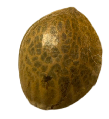 Showing the physical product, Landrace Sinaloa Cannabis Seed Regular Non-Feminized Cannabis Seed