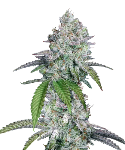 Jack Frost Feminized Single Seed