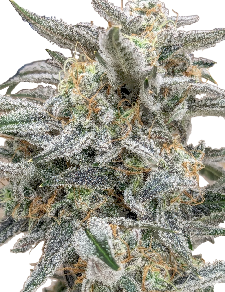 Close-up of a cannabis plant with frost on its leaves.