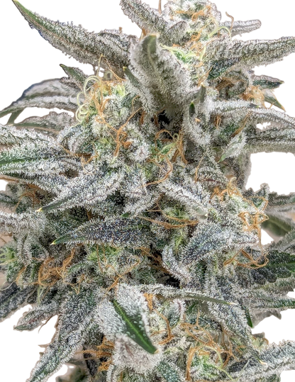 Close-up of a cannabis plant with frost on its leaves.