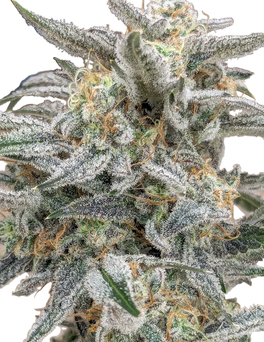 Close-up of a cannabis plant with frost on its leaves.