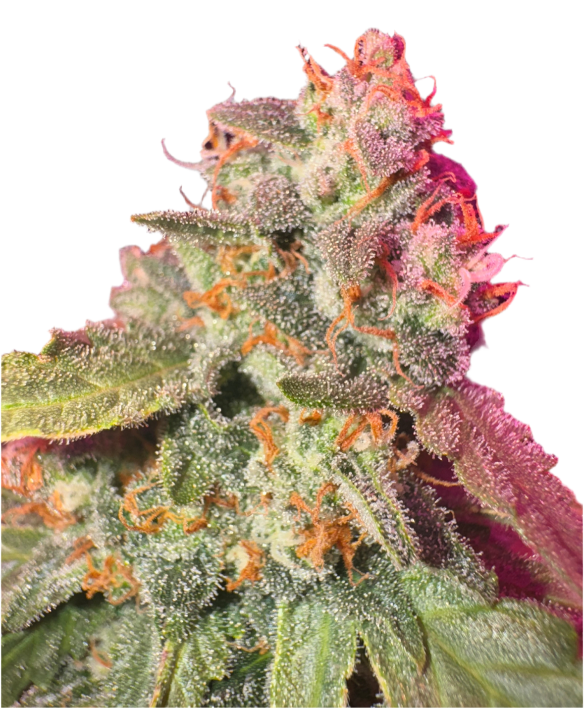 A close-up image of a cannabis flower with a vibrant pink and green color palette, indicating a healthy, ripe plant.