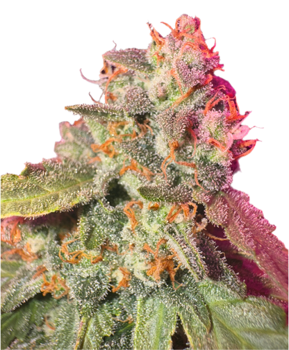 A close-up image of a cannabis flower with a vibrant pink and green color palette, indicating a healthy, ripe plant.