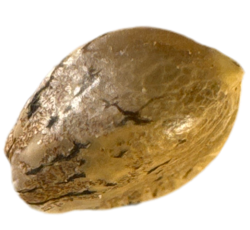 Gold-colored cannabis seed on a white background