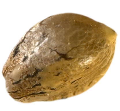 Gold-colored cannabis seed on a white background