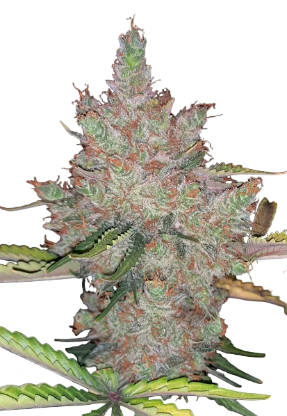 Close-up of a cannabis plant bud with green and purple hues on a white background