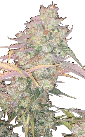 Close-up of a cannabis plant on a white background