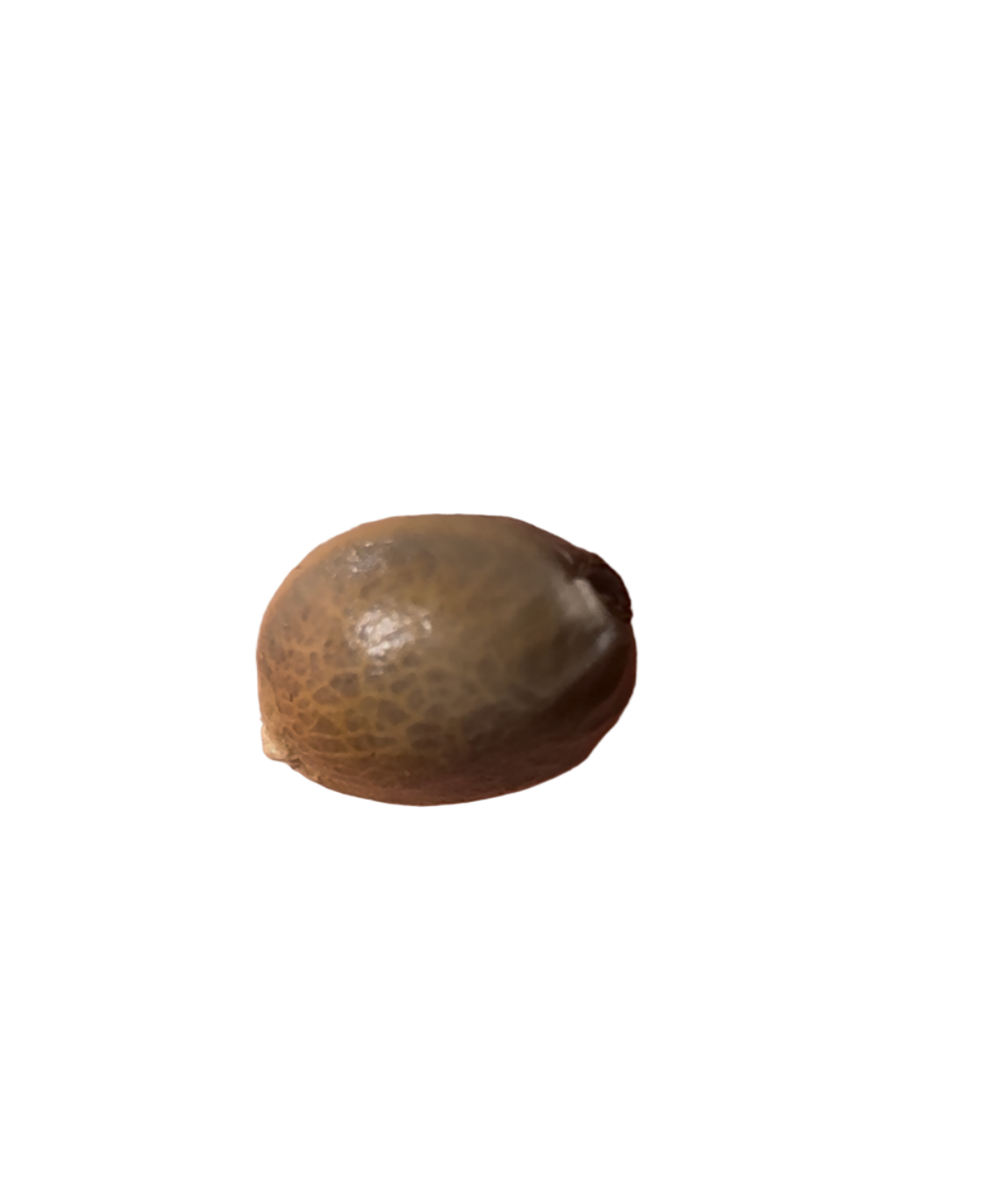 Small round cannabis seed on a blank background