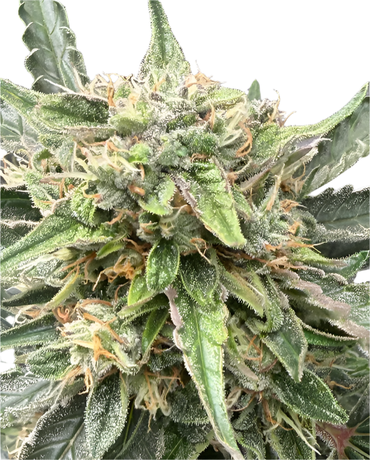 Close-up of a cannabis plant with green leaves and visible buds.