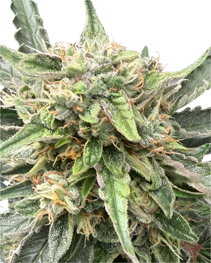 Close-up of a cannabis plant with green leaves and visible buds.