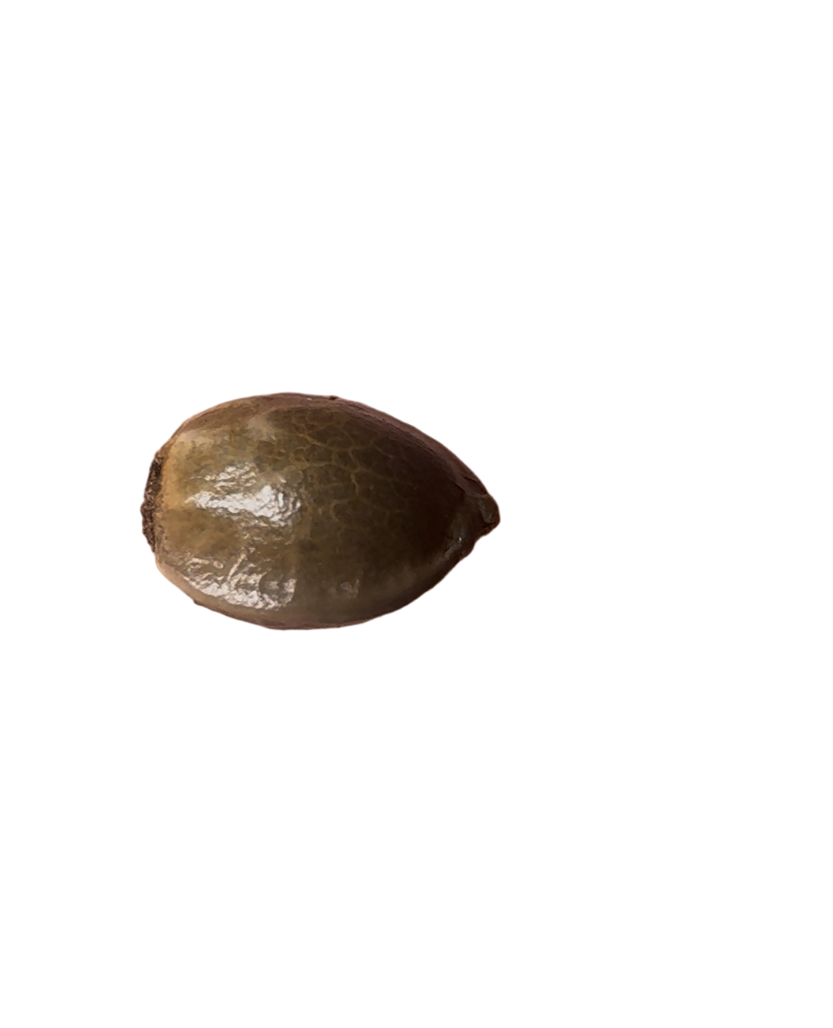 Small brown seed on a white backdrop
