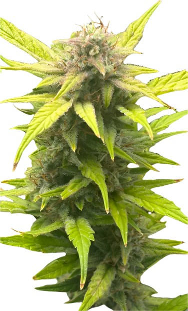 Close-up of a cannabis plant with green leaves and buds on a white background