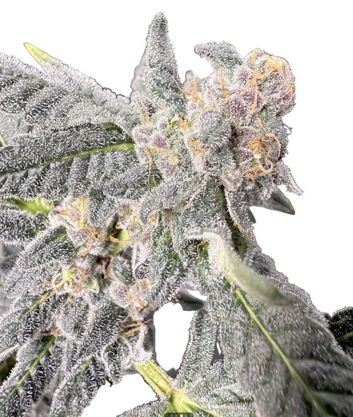 Close-up of a cannabis plant with frost on its leaves.