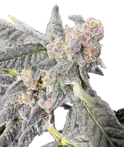 Close-up of a cannabis plant with frost on its leaves.