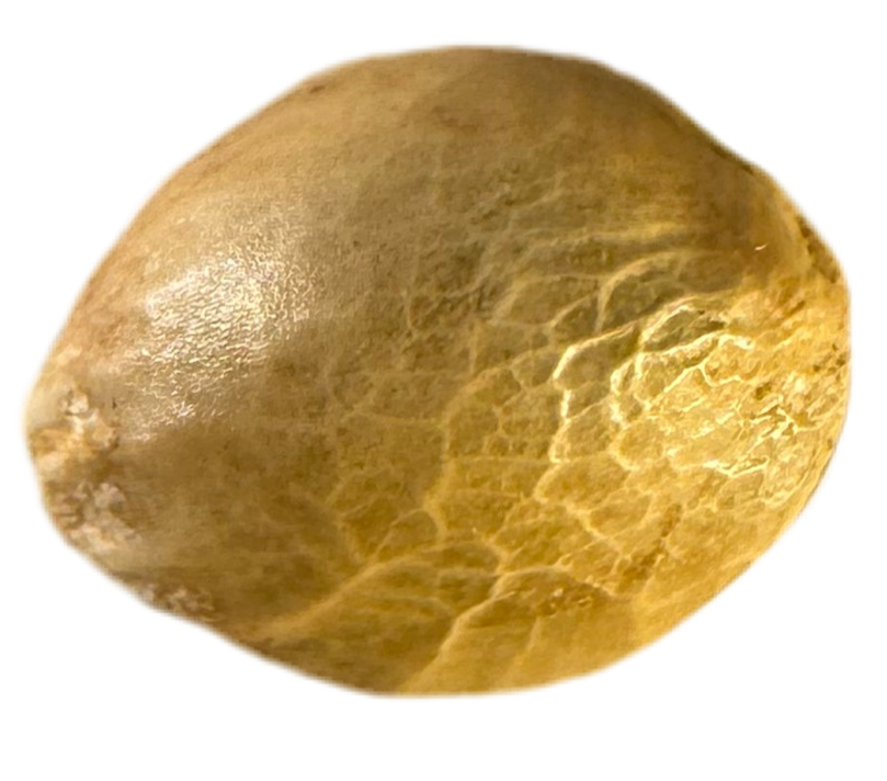 Close-up of a gold-colored seed on a white background