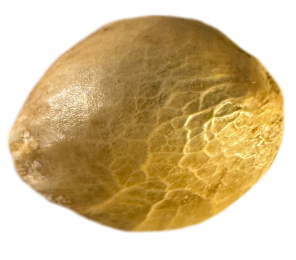 Close-up of a gold-colored seed on a white background