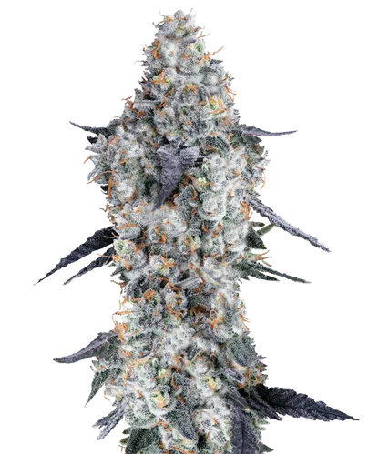 Perma Frost Feminized Single Seed