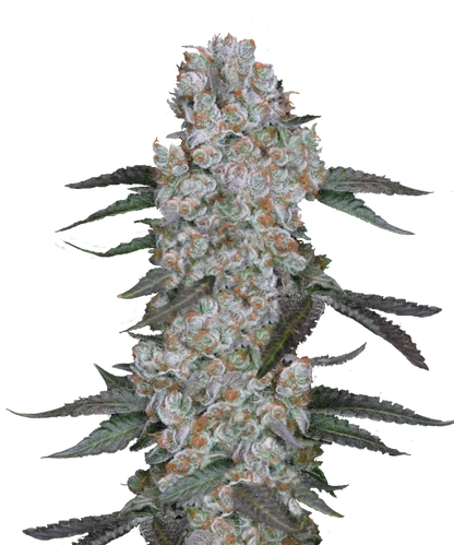 ZaZa Feminized Single Seed