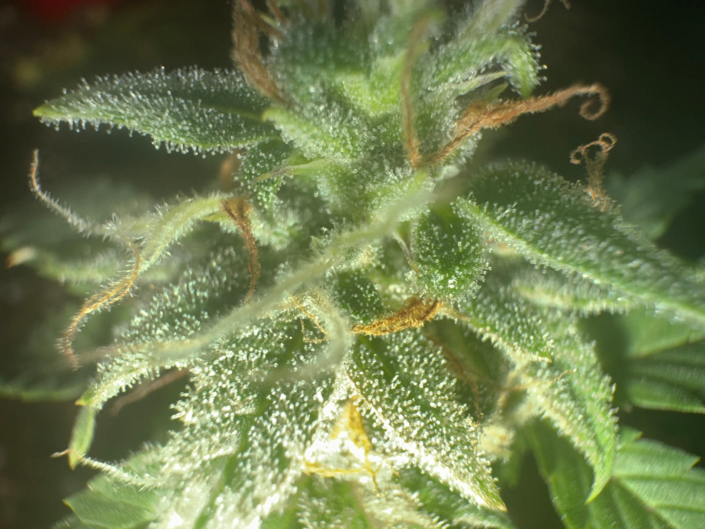 Close-up of a cannabis plant showing leaves and trichomes with a blurred background.
