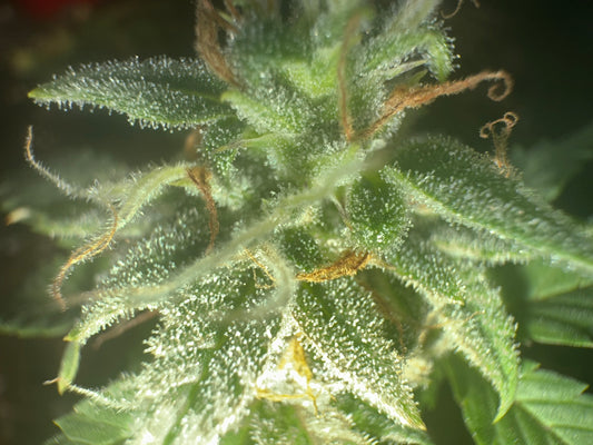 Close-up of a cannabis plant showing leaves and trichomes with a blurred background.