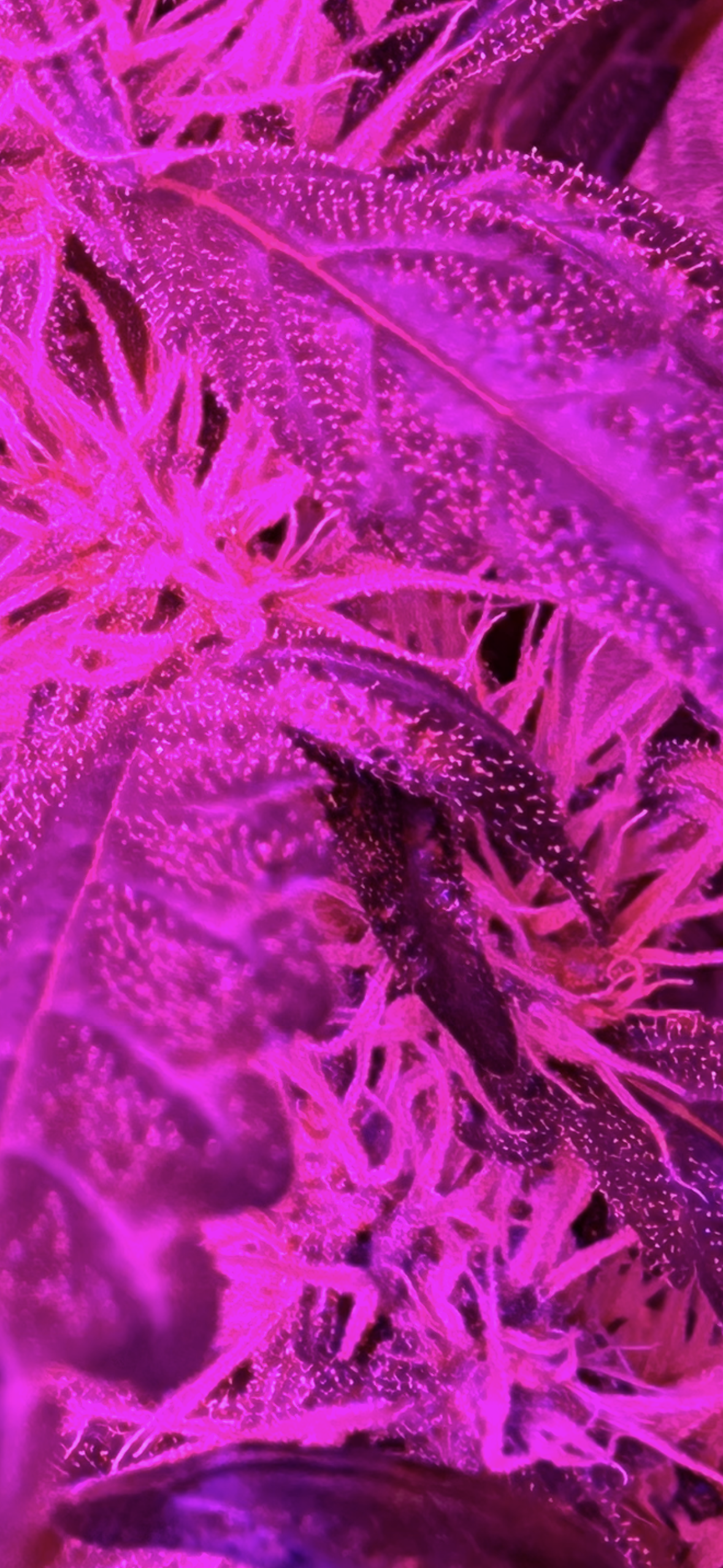 Purple lighting cannabis bud with flowers