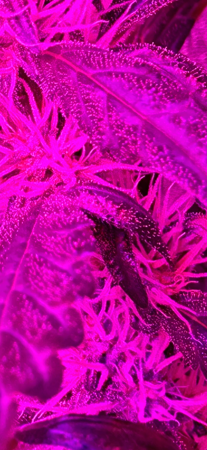 Purple lighting cannabis bud with flowers