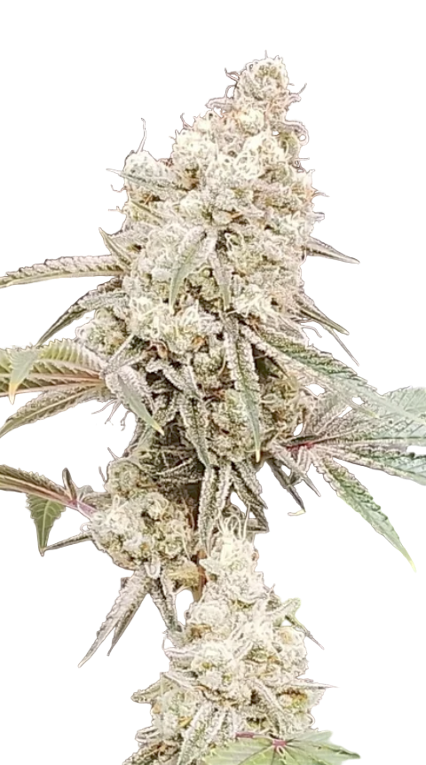 Close-up of a cannabis plant with dense buds on a white background