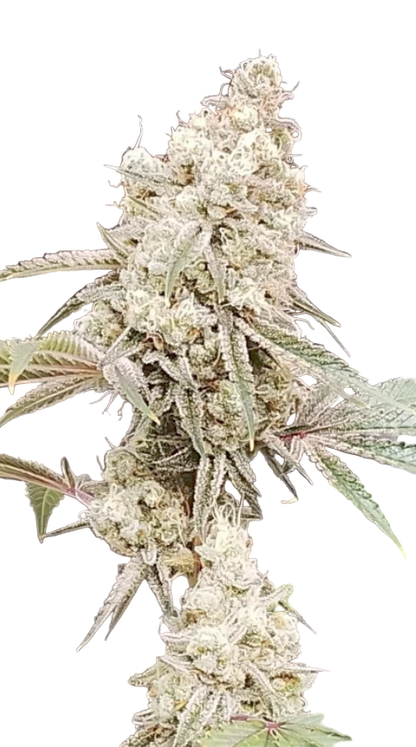 Close-up of a cannabis plant with dense buds on a white background