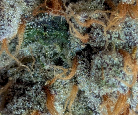 Close-up of a cannabis plant with trichomes on its surface