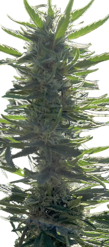 Close-up of a cannabis plant with green leaves and buds.